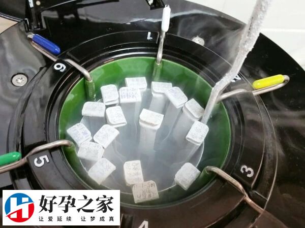 冷冻胚胎不续费会怎么处理(图1)